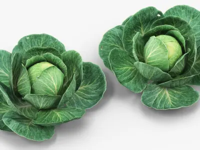 Leafy Cabbage Head Green 3D model