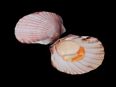 Scallop shellfish Low-poly 3D model