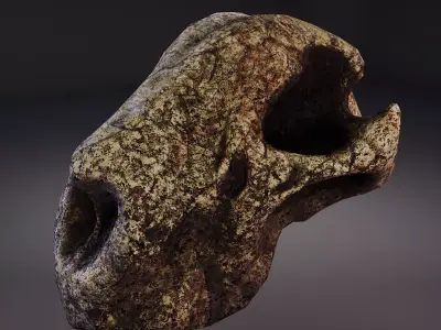 3D Cheetah Skull Model Free low-poly 3D model