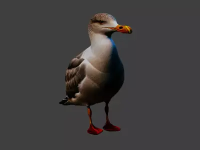 Seagull Animal Low-poly 3D model