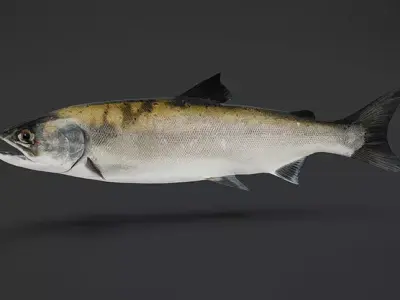 Realistic Masu Salmon Animated 3D model