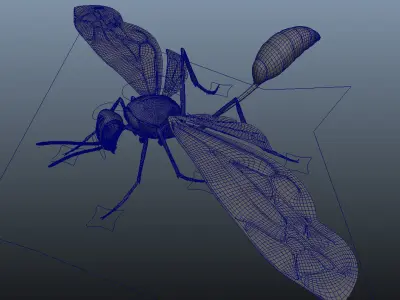 Wasp 3d model with basic rig setup  3D model