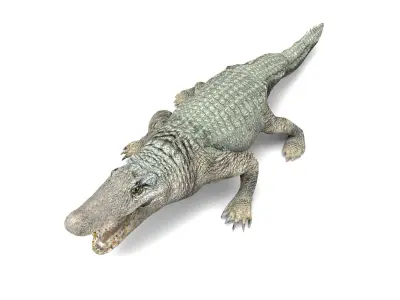 Crocodile 3D Models game ready low poly Low-poly 3D model
