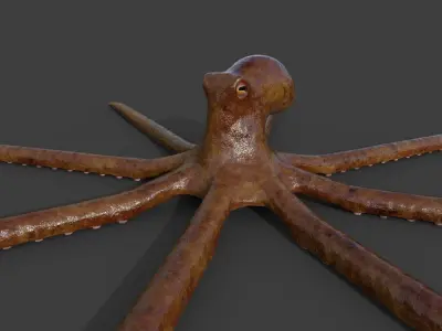 Octopus Low-poly 3D model