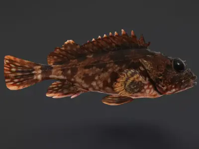 False Kelpfish - Red Rockfish Animated 3D model