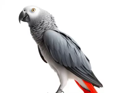 African Grey Parrot model pack Low-poly 3D model