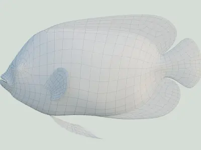 Blue girdled Angelfish set 03 3D model