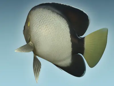 Angle Fish 15 3D model