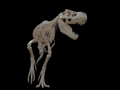 dinosaur t - rex skeleton 3D model