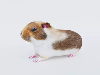 Guinea pig Free 3D model