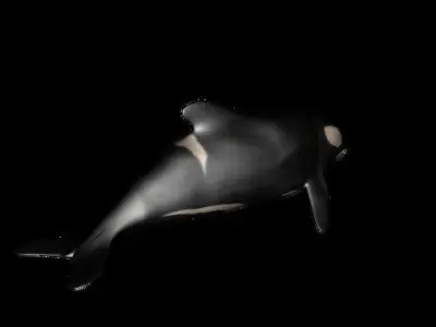 dolphin Orca Rigged 3D model