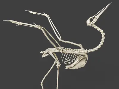 Realistic Crane Skeleton 3D model