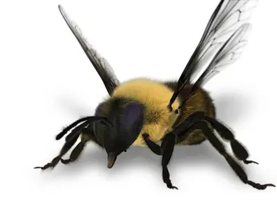 bee 3d model fur 3D model