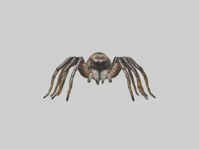 Jumping Spider Low-poly 3D model