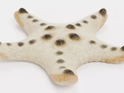-Chocolate Chip Starfish - Rigged- 3D model