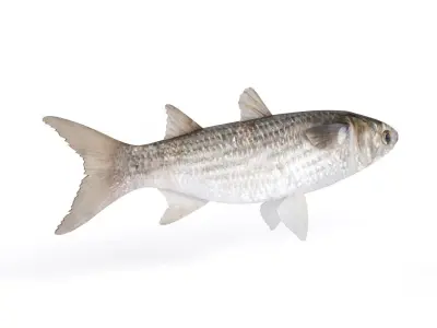 Fish Mullet 3D model