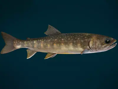 Lake Trout Fish Animated Low-poly 3D model