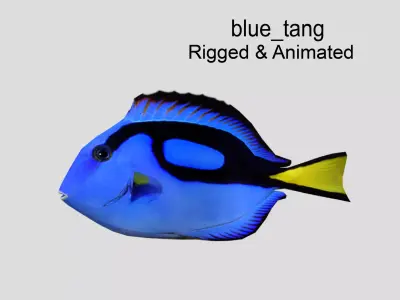 Blue Tang Realistic Animated Low-poly 3D model