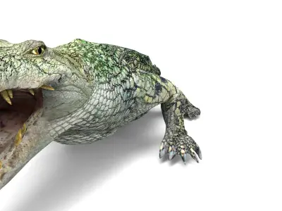 Crocodile 3D Models low poly model Low-poly 3D model