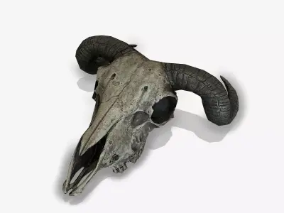 Animal Skull Low-poly 3D model