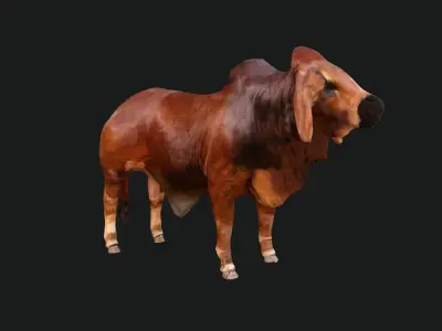 Bull india Low-poly 3D model