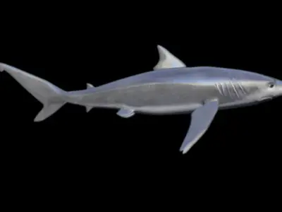 shark rigged animated Low-poly 3D model