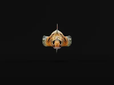 Roanoke logperch Fish Low-poly 3D model