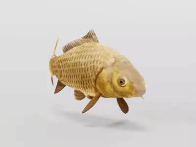 European Carp Fish Low-poly 3D model