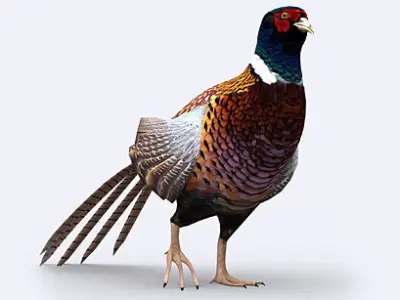 3DRT - Pheasant Low-poly 3D model