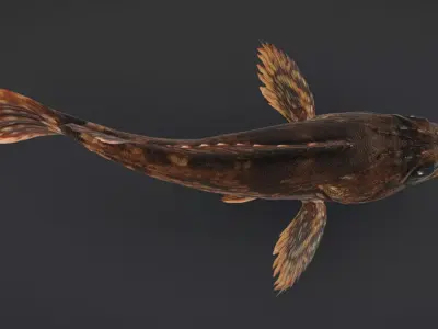 False Kelpfish - Red Rockfish Animated 3D model