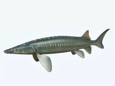 Sturgeon Fish 3D model