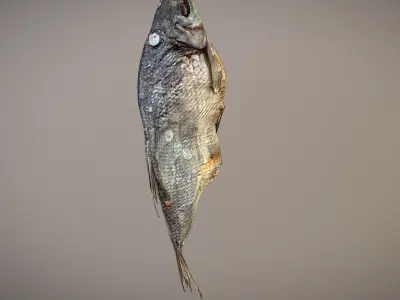 Photorealistic 3Dscan of dried open fish Low-poly 3D model
