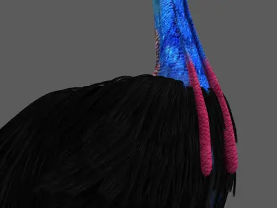 Cassowary struthio casuarius 3D model