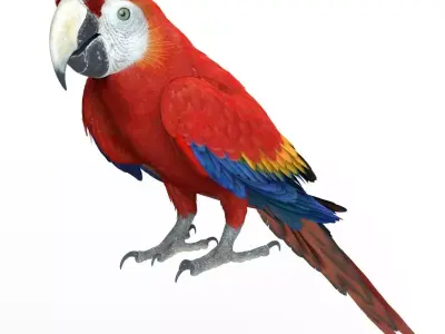 Ara Macao Animation - VFX Grace 3D model