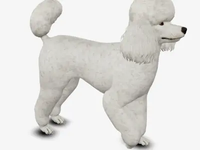 Dog Poodle Low-poly 3D model