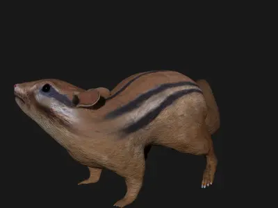 Chipmunk Indian Squirrel 3D model