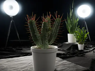  Euphorbia Cactus Potted Plant Model 