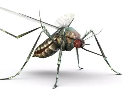 LowPoly Big Realistic Mosquito Low-poly 3D model