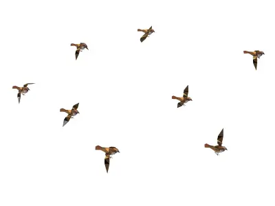 Animated Flock Sparrow Sirds lowpoly art style Low-poly 3D model