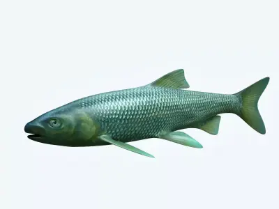 Troutfish shark flying in sky 3D model
