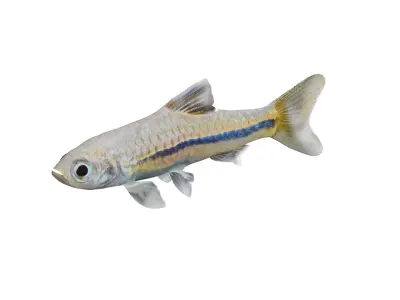 Blue Line Rasbora Fish Low-poly 3D model