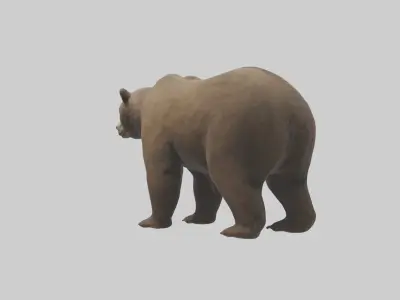 Realistic Bear Model Low-poly 3D model