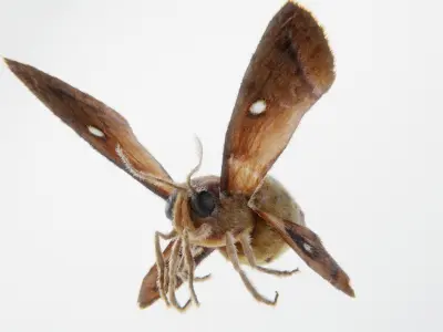 MOTH BUTTERFLY Low-poly 3D model