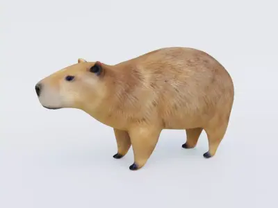 Capybara Free 3D model buy