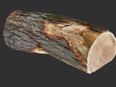 3D Scan tree trunk in highpoly 3D model