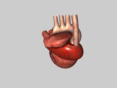 Human Heart Model 3D model