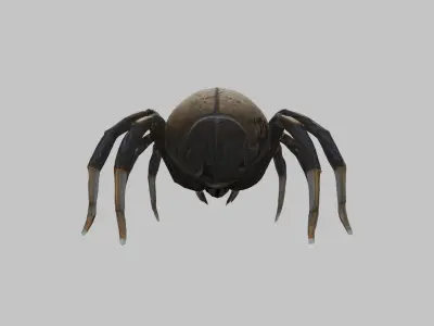 Jumping Spider Low-poly 3D model