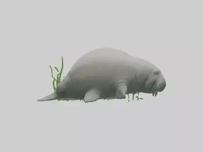 Manatee grazing on seagrass model Low-poly 3D model