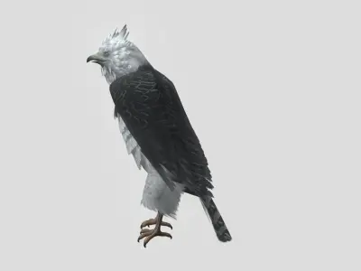 Harpy eagle Low-poly 3D model