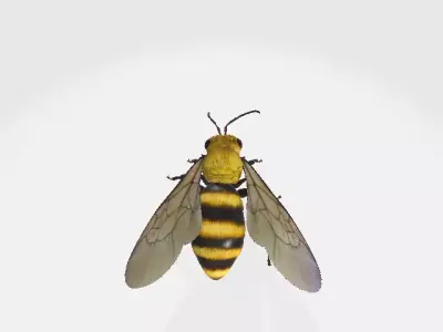 Honey Bee  Low-poly 3D model